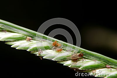 Close-up aphids small insect Stock Photo