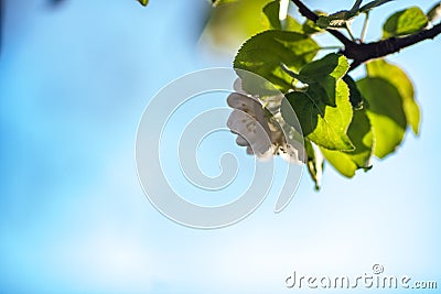 Close up apple blossom white flowers and blue sky spring background Stock Photo