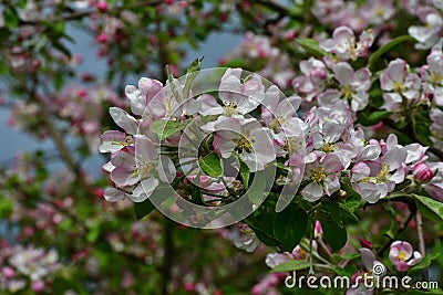 Close-up of a blooming apple branch. Stock Photo