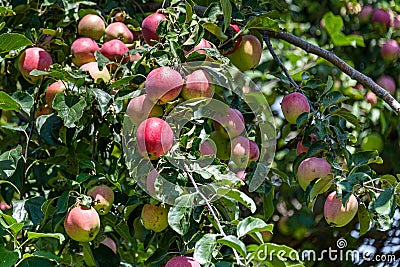 Close up of apple tree, sun kissed green apples growing on a branch, Eastern Washington State, USA Stock Photo