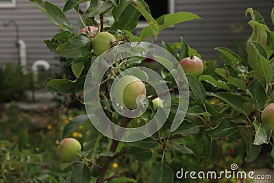 Close up of apples growing and beginning to ripen on an Espalier Apple Tree in the summer in Trevor, Wisconsin Stock Photo