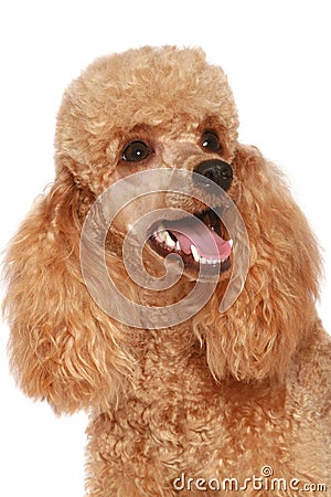 Close-up, apricot poodle puppy (1year) Stock Photo