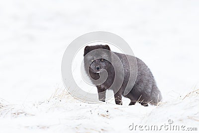 Close up of an Arctic fox in winter Stock Photo