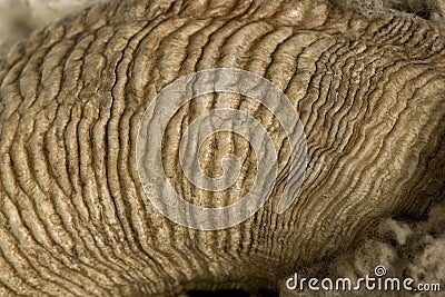 Close-up of Arles Merino sheep horn Stock Photo