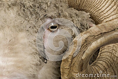 Close-up of Arles Merino sheep, ram, 5 years old Stock Photo