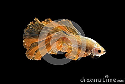 Close up art movement of Betta fish,Siamese fighting fish Stock Photo