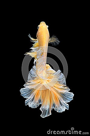 Close up art movement of Betta fish,Siamese fighting fish Stock Photo