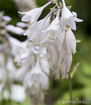 close up of Aruncus aethusifolius Stock Photo