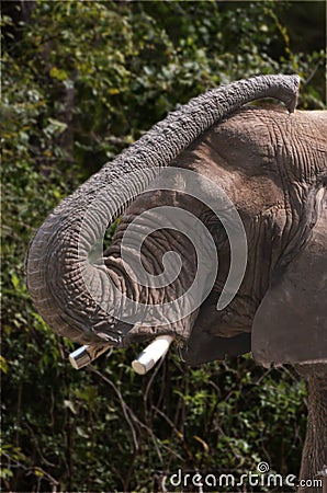 Close up Asian elephant trunk Stock Photo