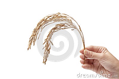 Close-up of an Asian farmer holding a Ears of rice isolated on white background Stock Photo