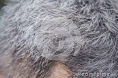 Asian men `s head going to gray hair Stock Photo