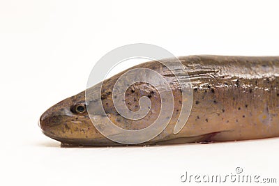 Asian swamp eel (Monopterus albus) isolated on white background Stock Photo