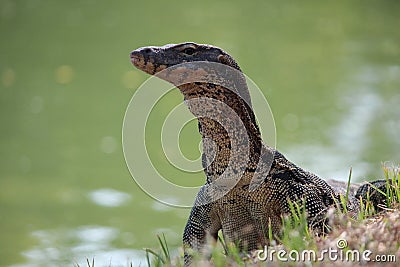Close Up of Asian Water Monitor from ThailandÂ´s Lumpini Park Editorial Stock Photo