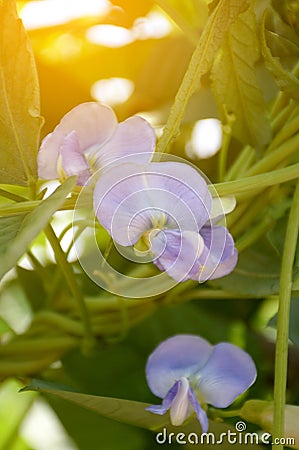 Asparagus pea flower in nature garden Stock Photo