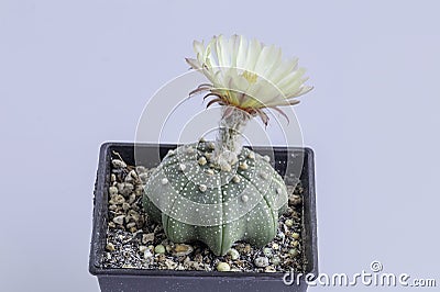 Close up Astrophytum asterias cactus flower on white background.Common names include sand dollar cactus, sea urchin cactus, star Stock Photo