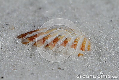 Close-up of an Atlantic Giant Cockle shell found buried in sand Stock Photo