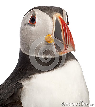 Close-up of Atlantic Puffin or Common Puffin Stock Photo