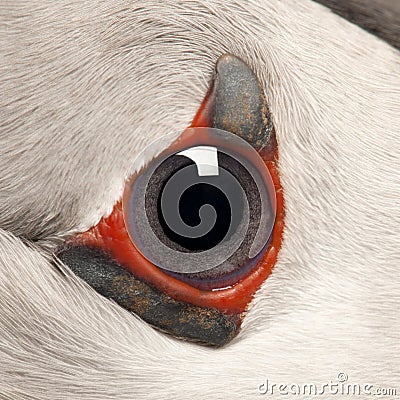 Close-up of Atlantic Puffin eye or Common Puffin Stock Photo
