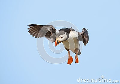 Close-up of Atlantic puffin in flight Stock Photo