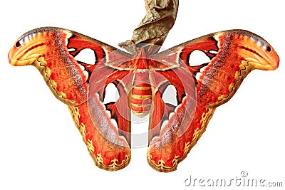 Close up of the attacus atlas butterfly Stock Photo