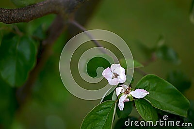 Close up of attractive delicate pale pink squince Stock Photo