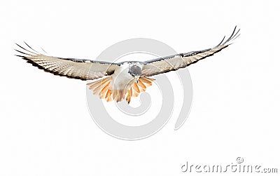 Close up of an Augur buzzard in flight Stock Photo