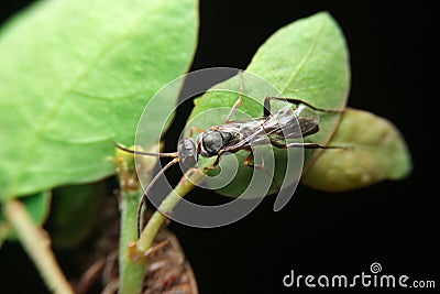 Close-up auplopus mellipes, spider wasp Stock Photo