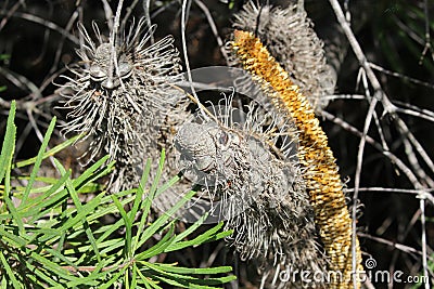 Close up of Australian Banksia Native Tree Stock Photo