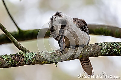 Close up of an Australian Kookaburra bird pecking branch Stock Photo