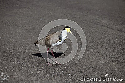 Close-up of Australian Masked Lapwings (Vanellus miles) Stock Photo