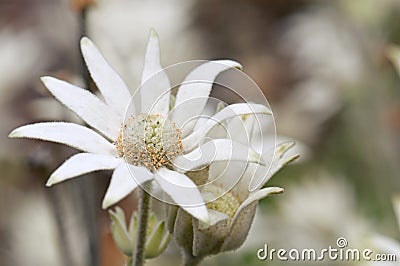 Close up of an Australian native Flannel Flower, Actinotus helianthi Stock Photo