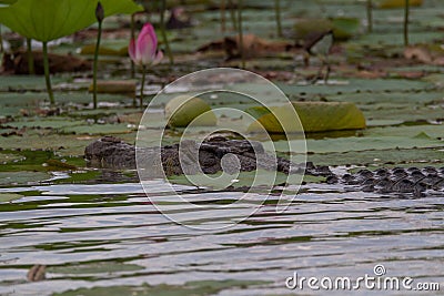 Close up of Australian Saltwater crocodile Crocodylus porosus amongst pink lotus lilies Stock Photo