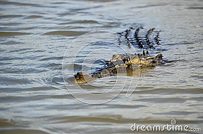 Close up of Australian saltwater crocodile stalking you in a murky river Stock Photo