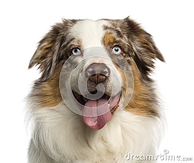 Close-up of a Australian Shepherd, 2 years old, panting Stock Photo