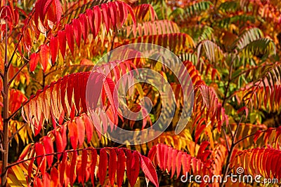 Close up of autumn colorful red and green trees and Staghorn Sumac leaves Rhus hirta syn. Rhus typhina Stock Photo