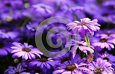 A close up of Autumn Flowers. Stock Photo