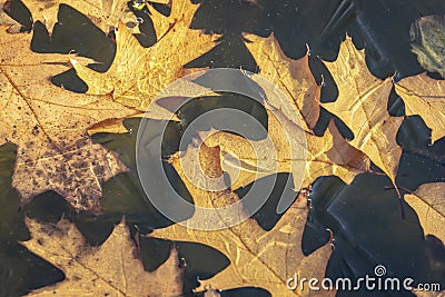 Close-up of autumn golden carved red oak tree Quercus rubra leaves under ice of pond in garden. Sun rays fall on leaves. Magical Stock Photo