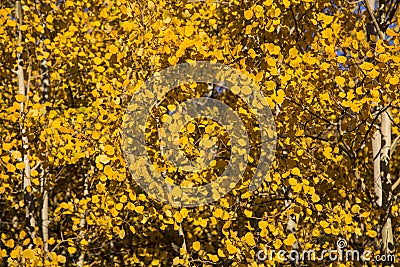 Close up of autumn yellow quaking aspen leaves Stock Photo