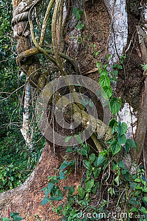 close-up of Ayahuasca. Ready to cook liana. Bark of vine with mold. Shamanic ceremonies in the valley of the Amazon Stock Photo