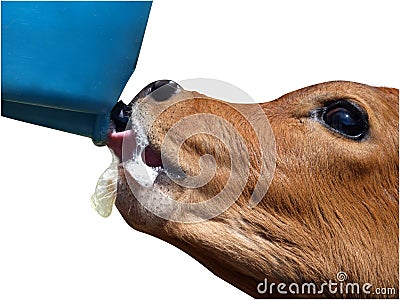 Close up of an Ayrshire Calf feeding Stock Photo