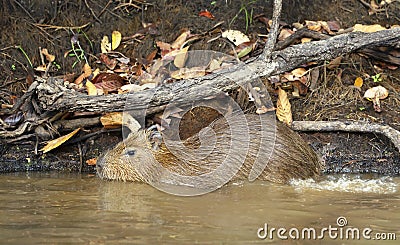 Close up of a baby Capybara on a river bank Stock Photo