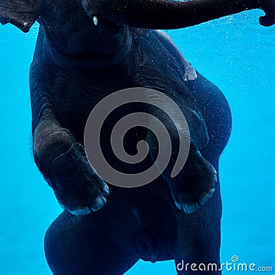 Close up. Baby Elephant Playing in Water. Editorial Stock Photo