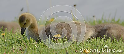 Close up of a baby gosling Stock Photo