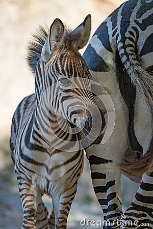 Close-up of baby Grevy zebra by mother Stock Photo