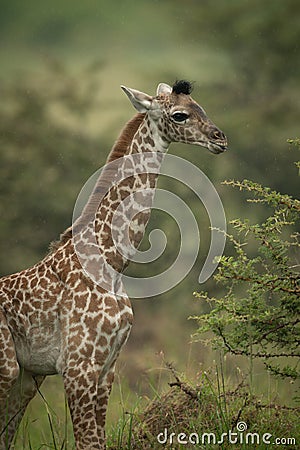 Close-up of baby Masai giraffe near bush Stock Photo