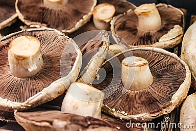 Close-up of baby portabella mushrooms displaysed with stems up - selective focus Stock Photo