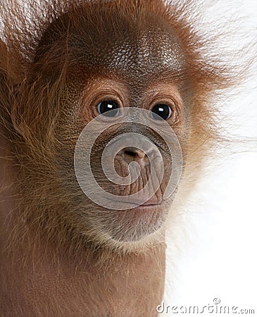 Close-up of baby Sumatran Orangutan Stock Photo