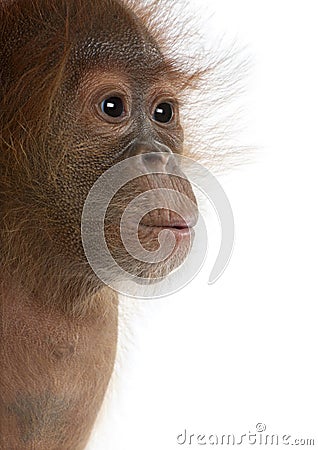 Close-up of baby Sumatran Orangutan Stock Photo