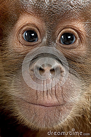 Close-up of baby Sumatran Orangutan Stock Photo