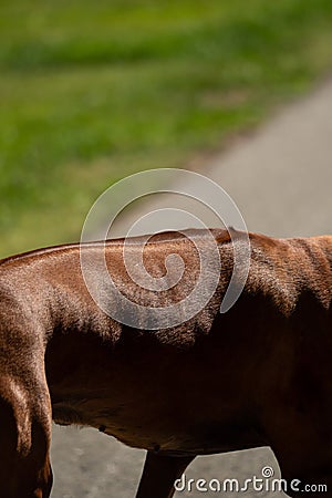 Close-up of the back of a beautiful Rhodesian Ridgeback Stock Photo